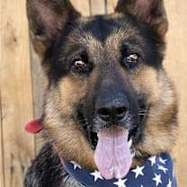 Thumbnail photo of Checkers #2