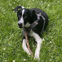Thumbnail photo of Douglas #1