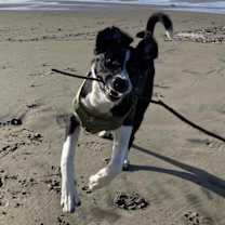 Thumbnail photo of Douglas #2