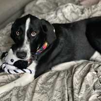 Thumbnail photo of Douglas #3
