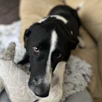 Thumbnail photo of Douglas #4