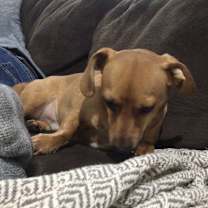 Thumbnail photo of Ryder  #1