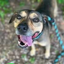 Thumbnail photo of Chase #1