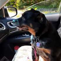 Thumbnail photo of Nika #1