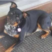 Thumbnail photo of Nika #4