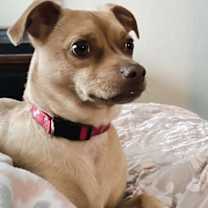 Thumbnail photo of Buttercup  #1