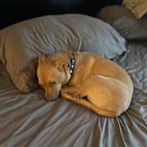 Thumbnail photo of Buttercup  #2