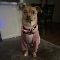 Thumbnail photo of Buttercup  #3