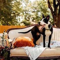 Thumbnail photo of Otto #4