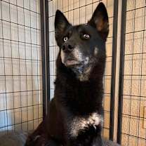 Thumbnail photo of Kovu #1