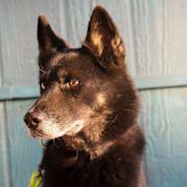 Thumbnail photo of Kovu #2