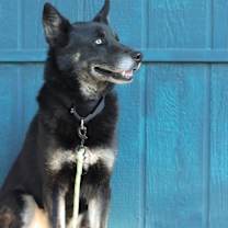 Thumbnail photo of Kovu #3
