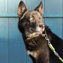 Thumbnail photo of Kovu #4