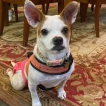 Thumbnail photo of Zena #1