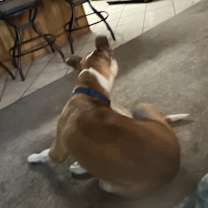 Thumbnail photo of Blaze #3