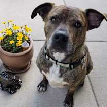 Thumbnail photo of Rockwell #2