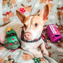 Thumbnail photo of Wabbit #2