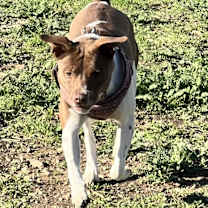 Thumbnail photo of Hazel #1