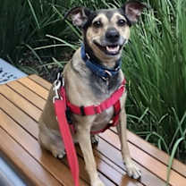 Thumbnail photo of Holly #2