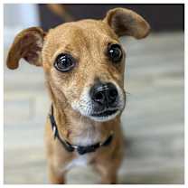 Thumbnail photo of Rocko #1