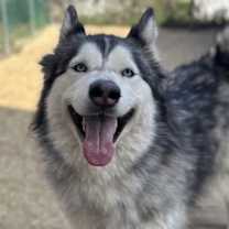 Thumbnail photo of Lizzie #1