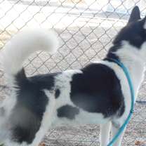 Thumbnail photo of RAY #2