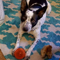 Thumbnail photo of Gypsy Rose #1