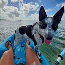 Thumbnail photo of Gypsy Rose #2