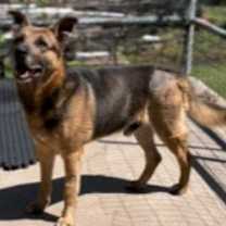 Thumbnail photo of Wallace #2