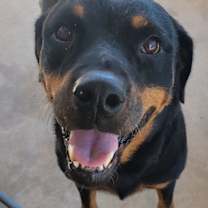 Thumbnail photo of Sweetie #2