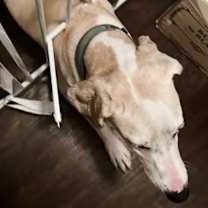 Thumbnail photo of Remi #2