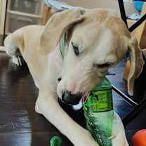 Thumbnail photo of Remi #4