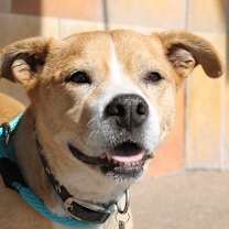Thumbnail photo of Paisley #1