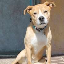 Thumbnail photo of Paisley #3