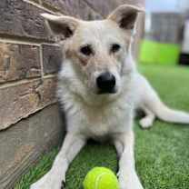 Thumbnail photo of Jubal #2