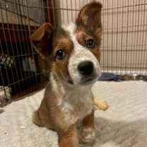 Thumbnail photo of Red Rover #1