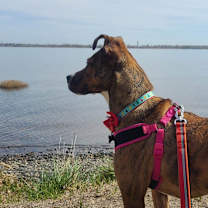 Thumbnail photo of Salem #4