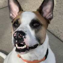 Thumbnail photo of Murphy #1