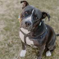 Thumbnail photo of Josie #1