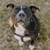 Thumbnail photo of Josie #2