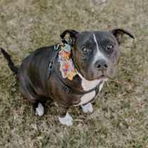 Thumbnail photo of Josie #3