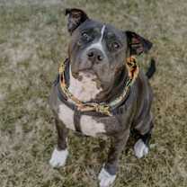 Thumbnail photo of Josie #4
