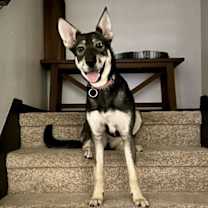 Thumbnail photo of Ava #1