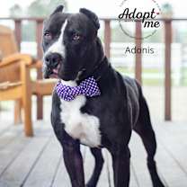 Thumbnail photo of Adonis #2