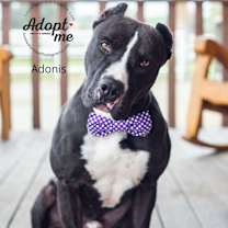 Thumbnail photo of Adonis #3