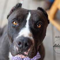Thumbnail photo of Adonis #4