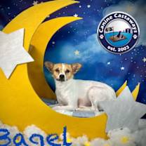 Thumbnail photo of Bagel #2