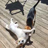 Thumbnail photo of Beezie #2