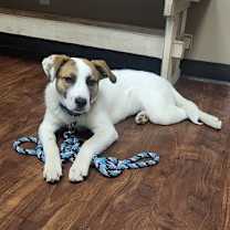 Thumbnail photo of Beezie #3