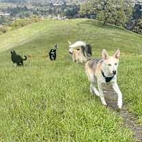 Thumbnail photo of Sage #1